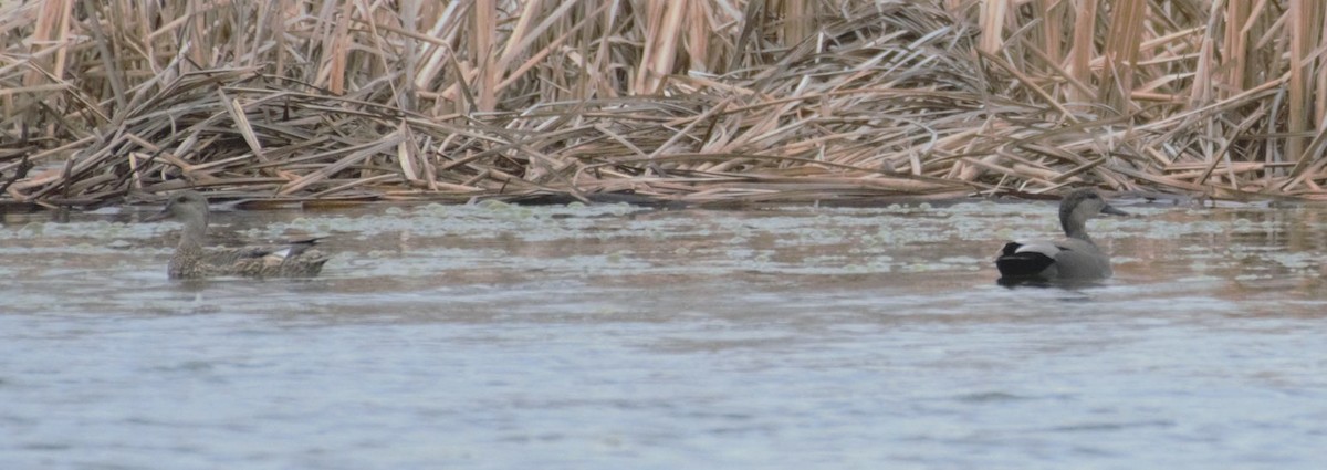 Gadwall - ML633787284