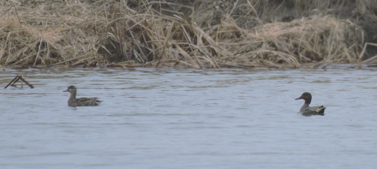 Green-winged Teal - ML633787293