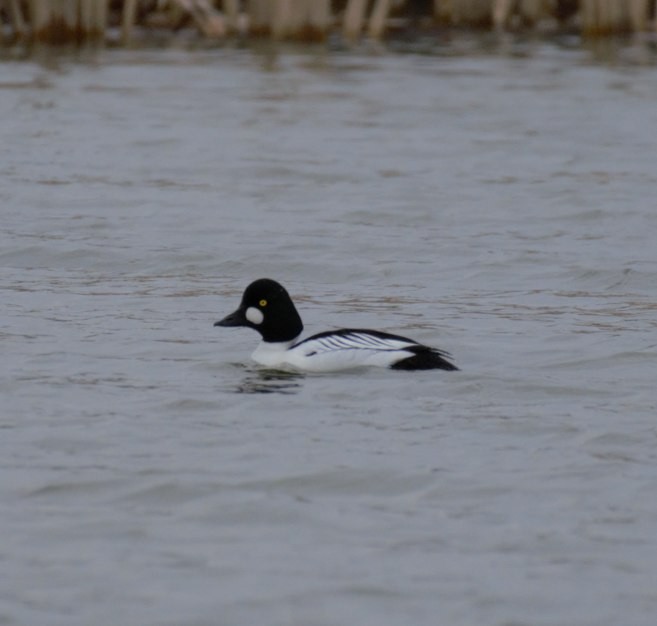 Common Goldeneye - ML633787298