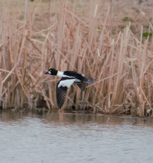 Common Goldeneye - ML633787299