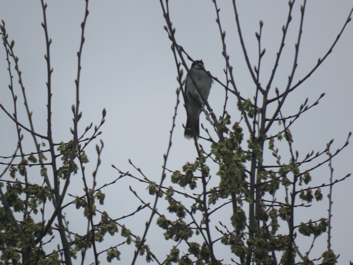Eastern Kingbird - ML633787414