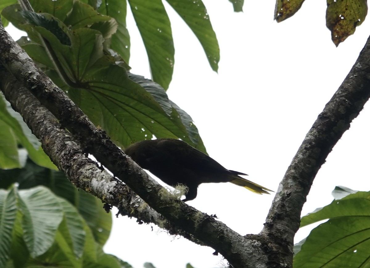 Dusky-green Oropendola - ML633787420