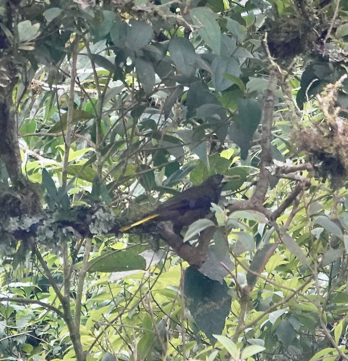 Dusky-green Oropendola - ML633787424