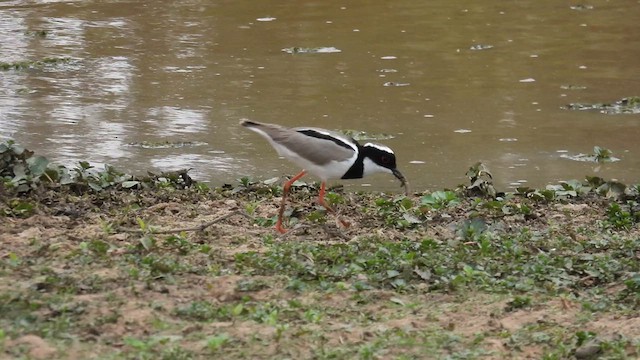 Pied Plover - ML633787666