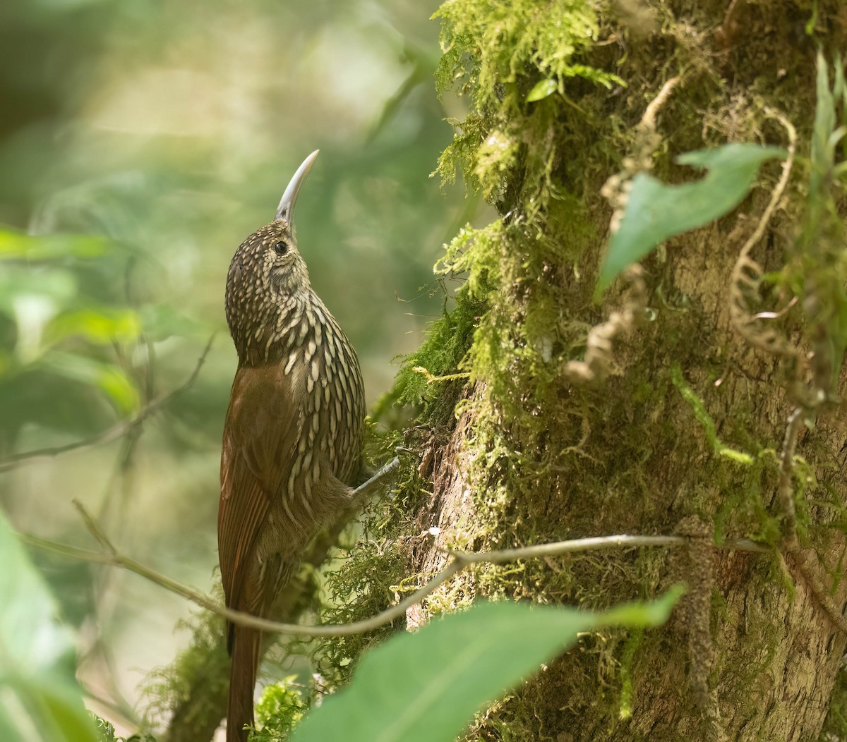 Spotted Woodcreeper - ML633787668