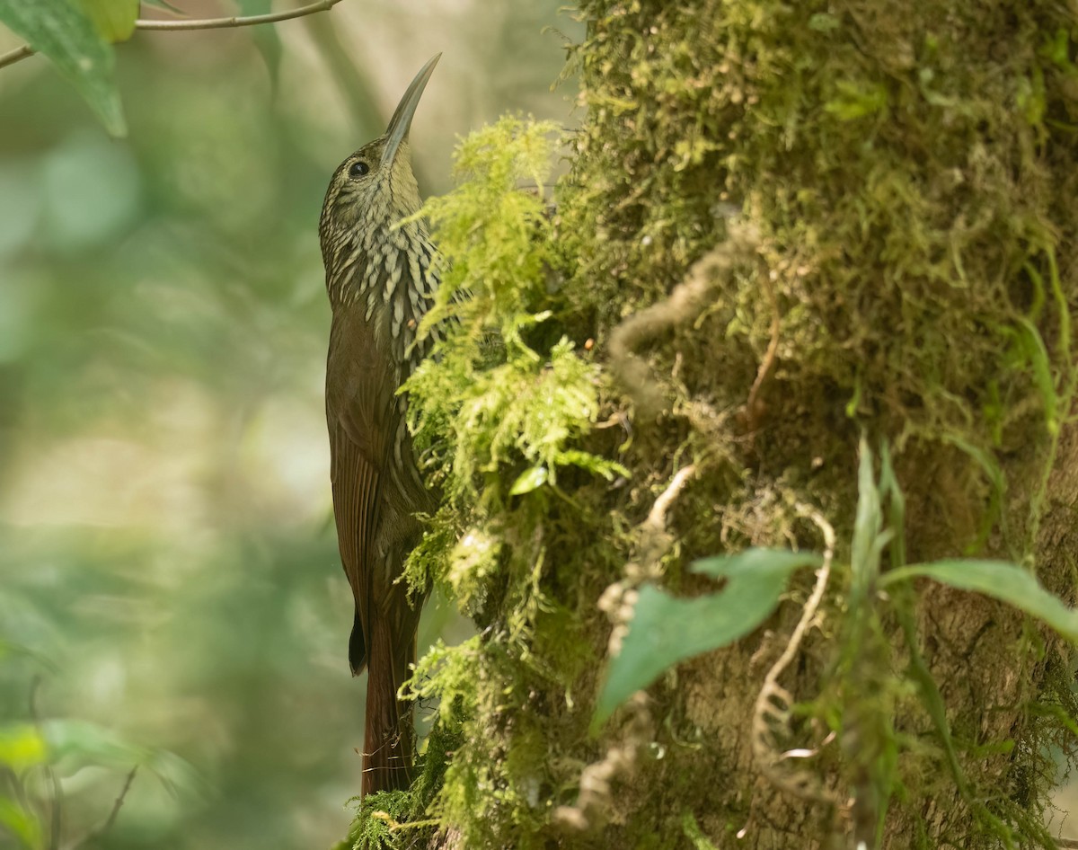 Spotted Woodcreeper - ML633787669