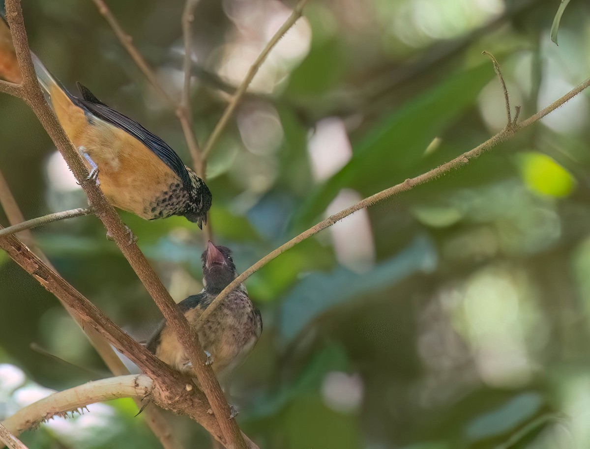 Spangle-cheeked Tanager - ML633787676