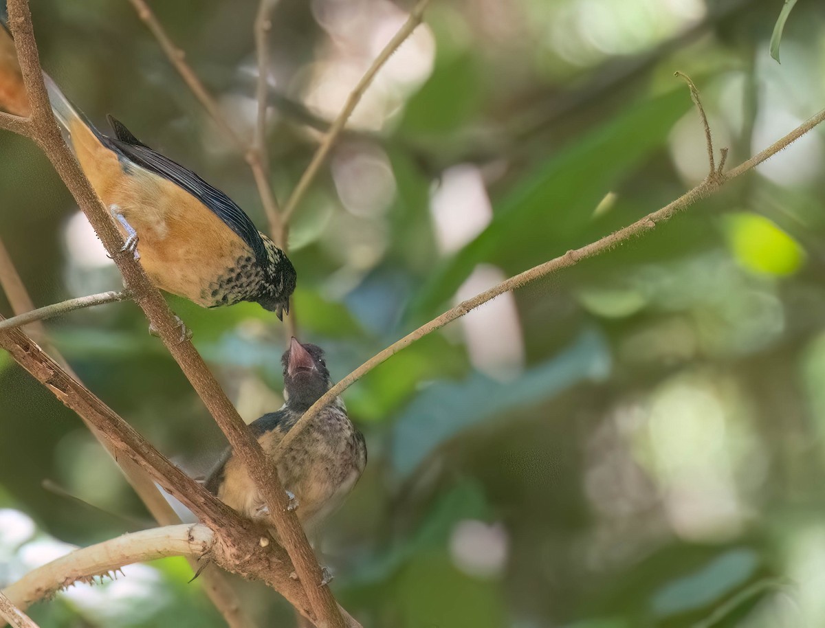 Spangle-cheeked Tanager - ML633787678