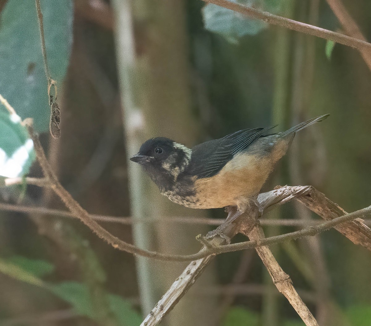 Spangle-cheeked Tanager - ML633787684