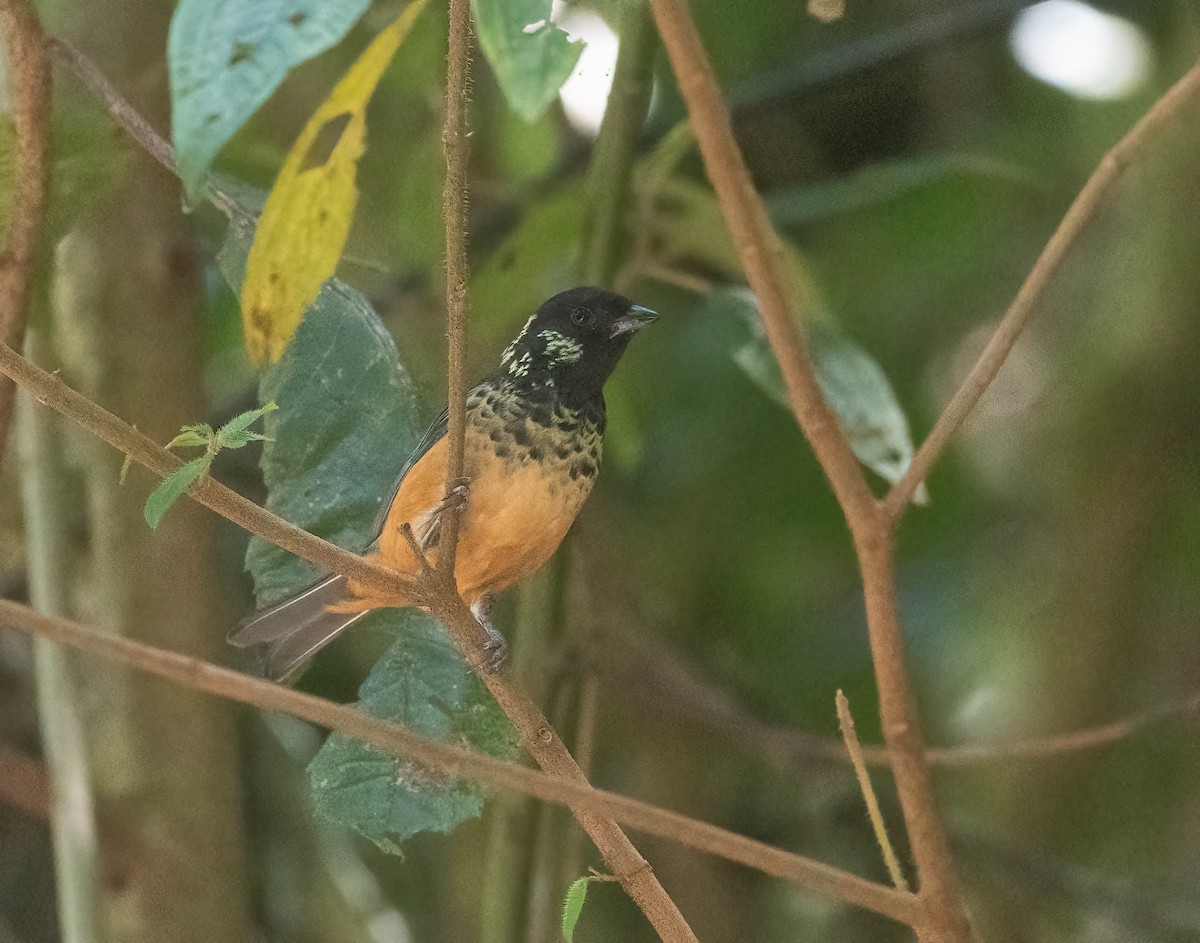 Spangle-cheeked Tanager - ML633787686
