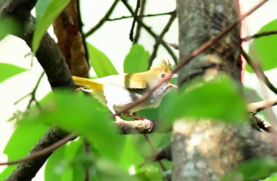 White-bellied Erpornis - ML633787689