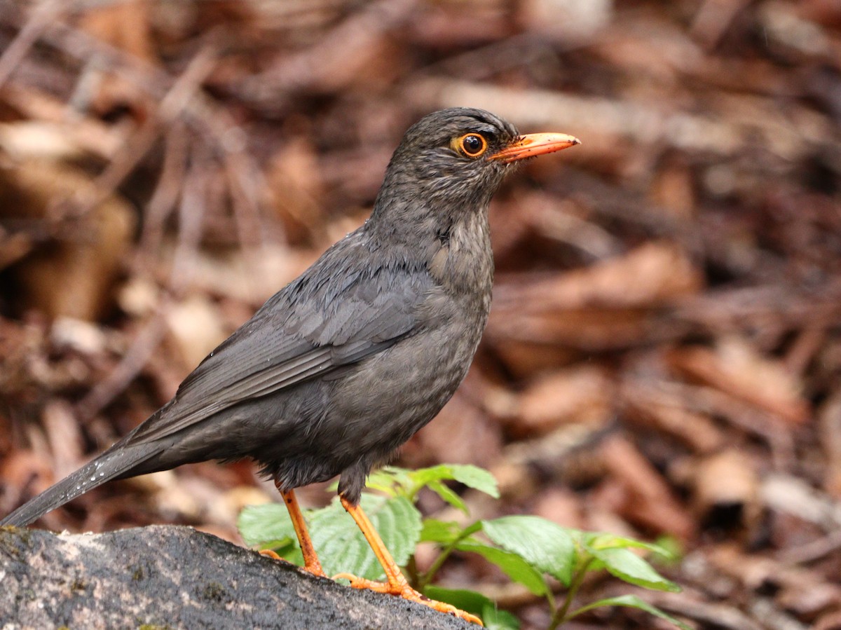 Indian Blackbird - ML633787754