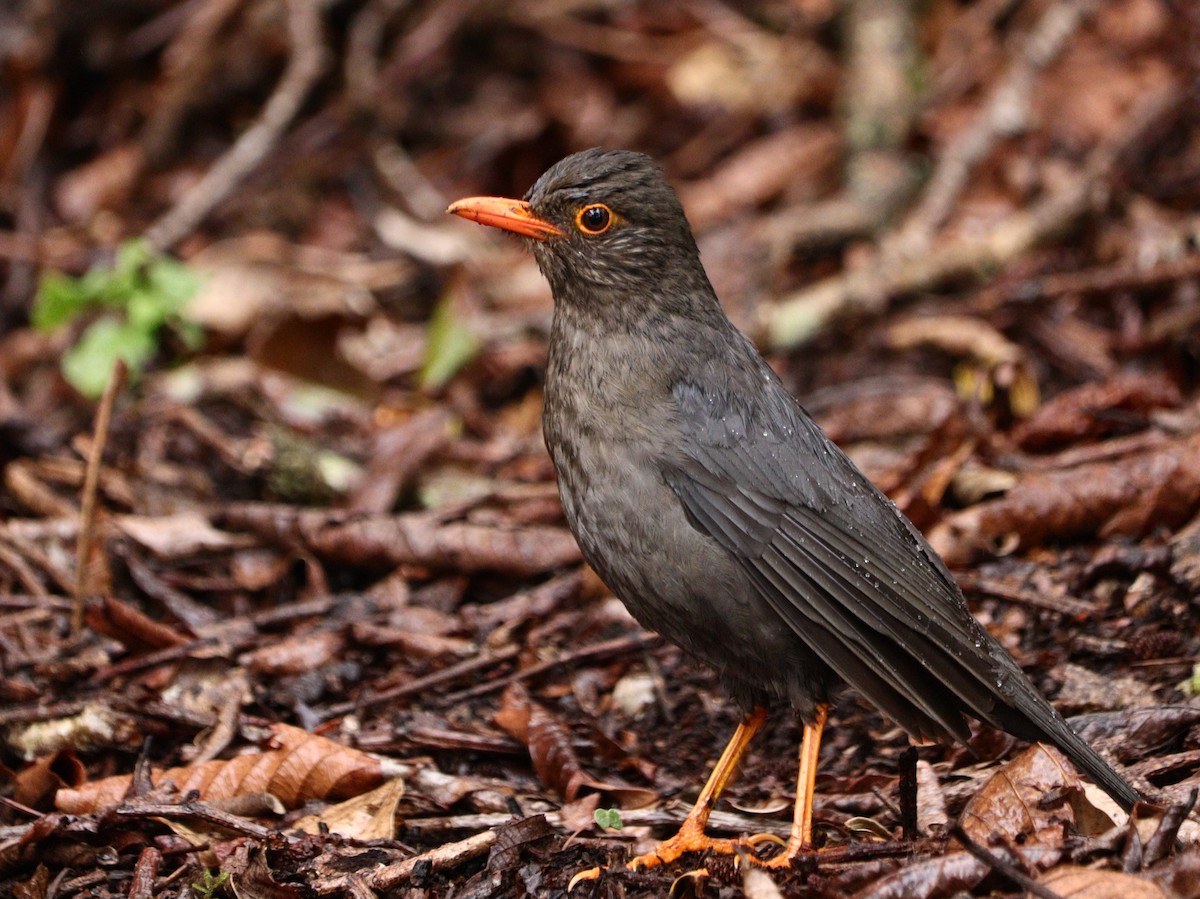 Indian Blackbird - ML633787755