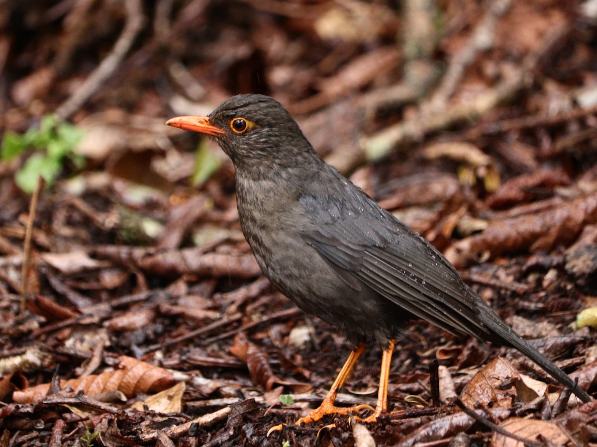 Indian Blackbird - ML633787756