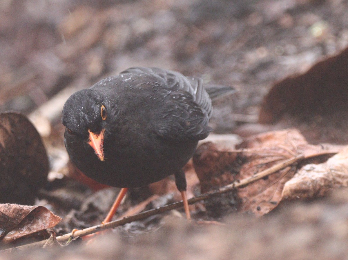 Indian Blackbird - ML633787758