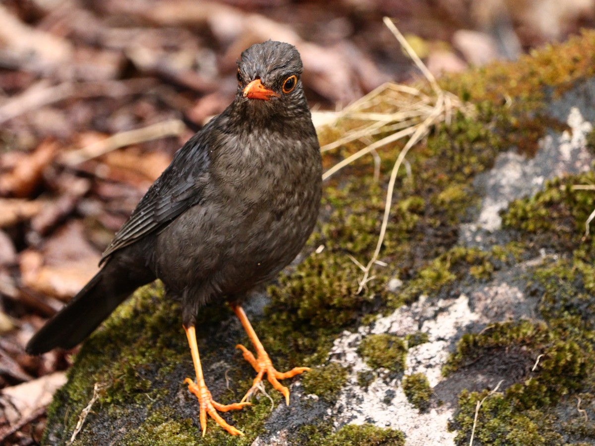Indian Blackbird - ML633787760