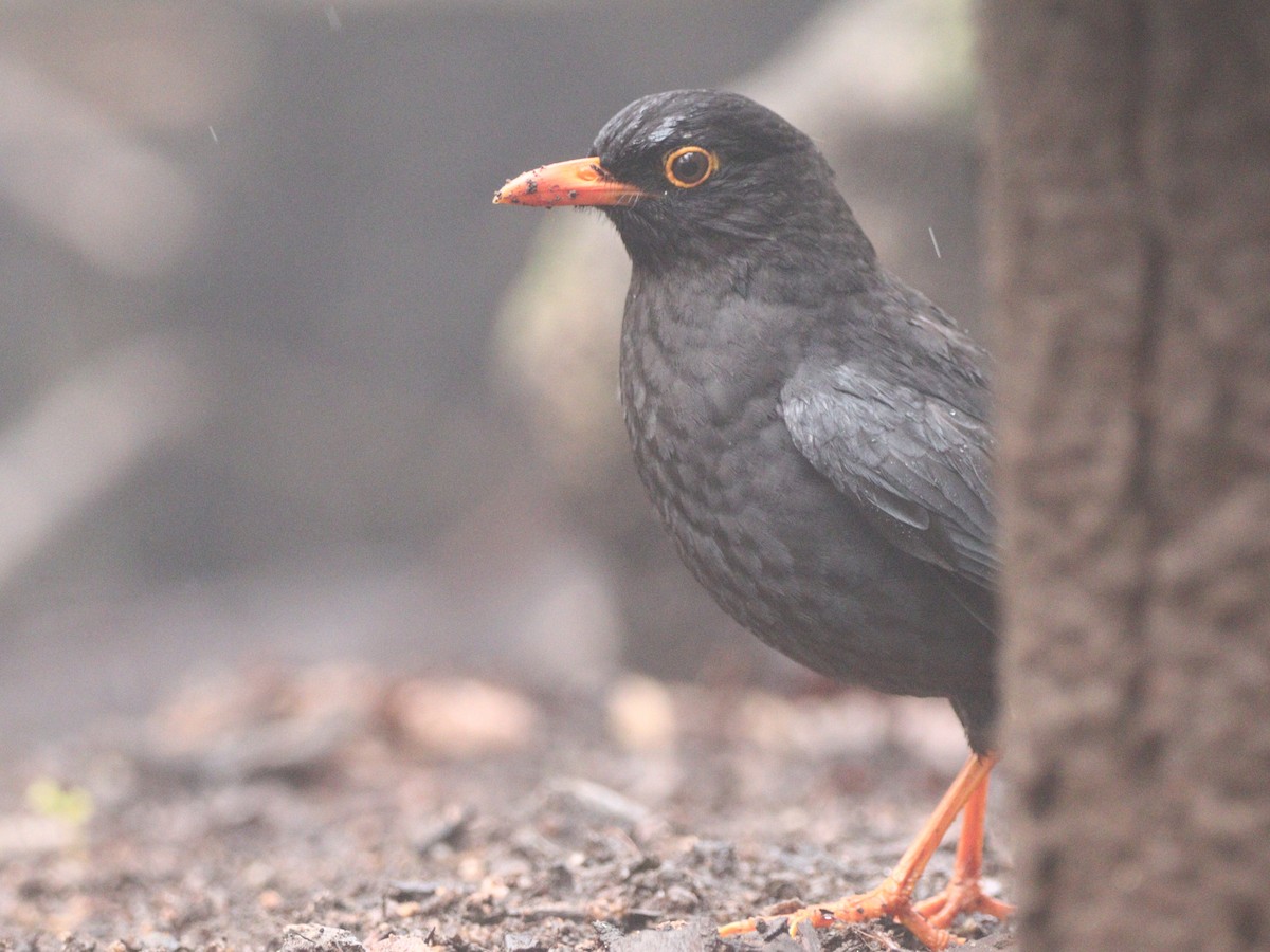 Indian Blackbird - ML633787761