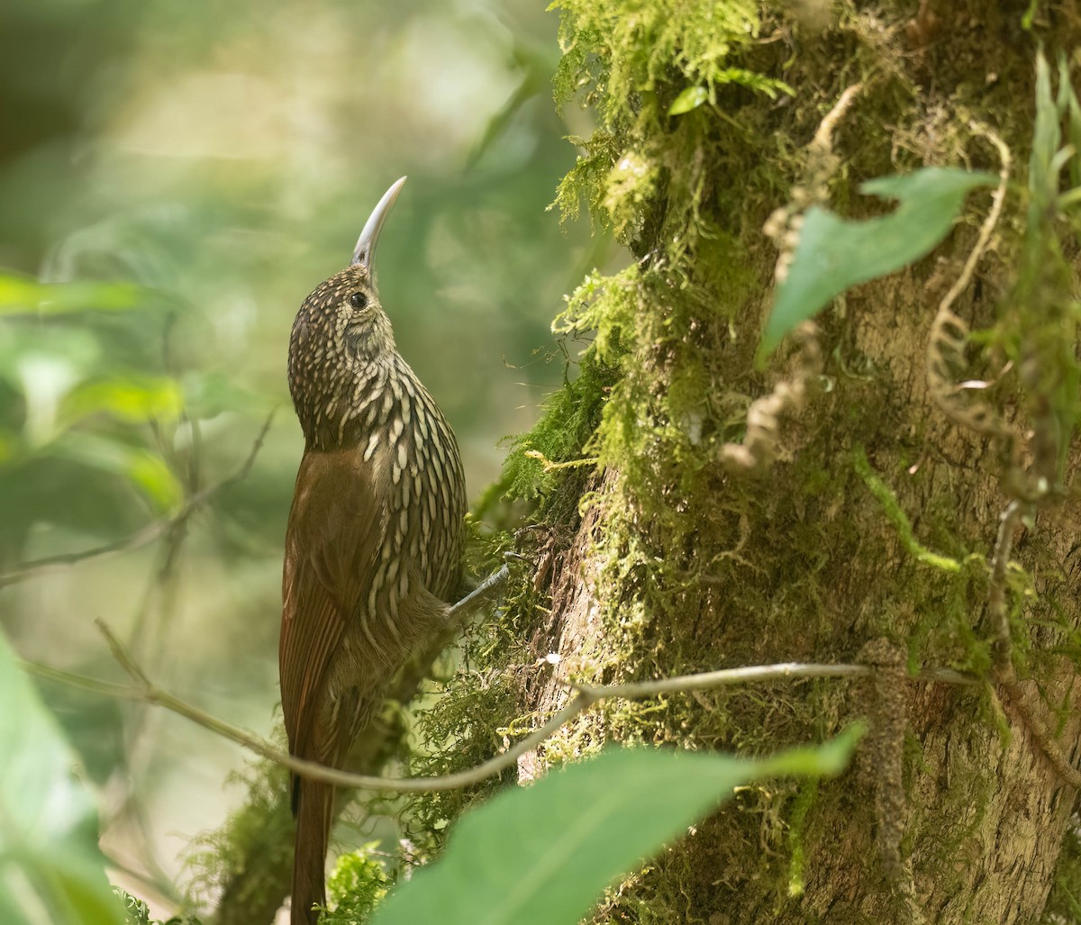 Spotted Woodcreeper - ML633787799