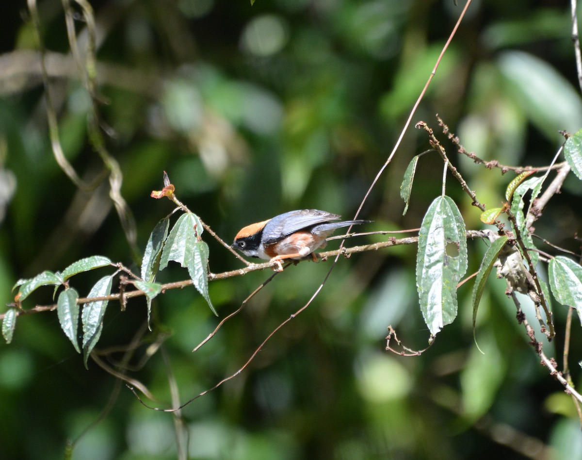 Black-throated Tit - ML633787807