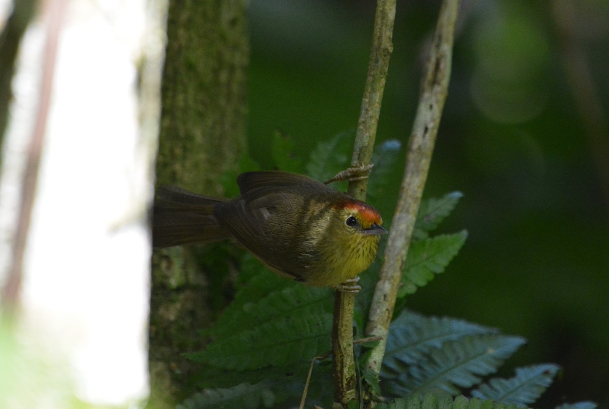 Rufous-capped Babbler - ML633787818