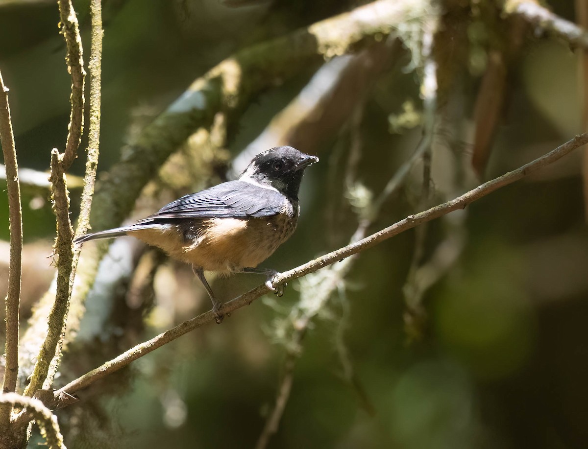 Spangle-cheeked Tanager - ML633787829