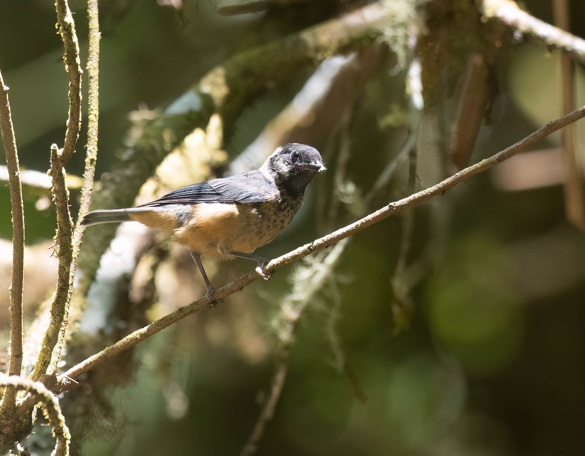 Spangle-cheeked Tanager - ML633787832