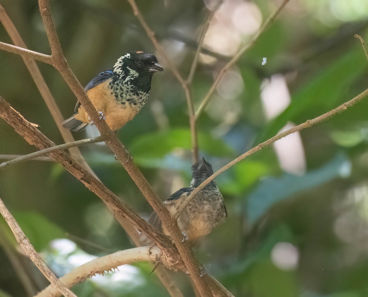 Spangle-cheeked Tanager - ML633787834