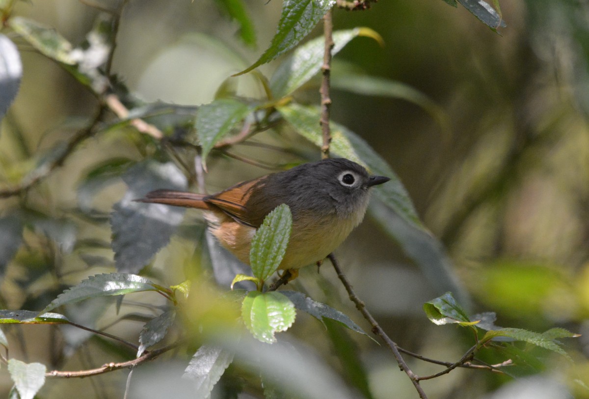 Morrison's Fulvetta - ML633787835