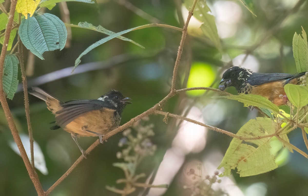 Spangle-cheeked Tanager - ML633787839