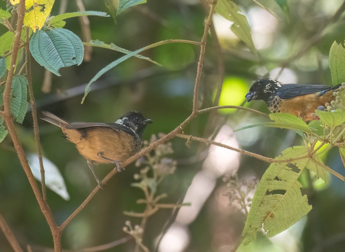 Spangle-cheeked Tanager - ML633787841