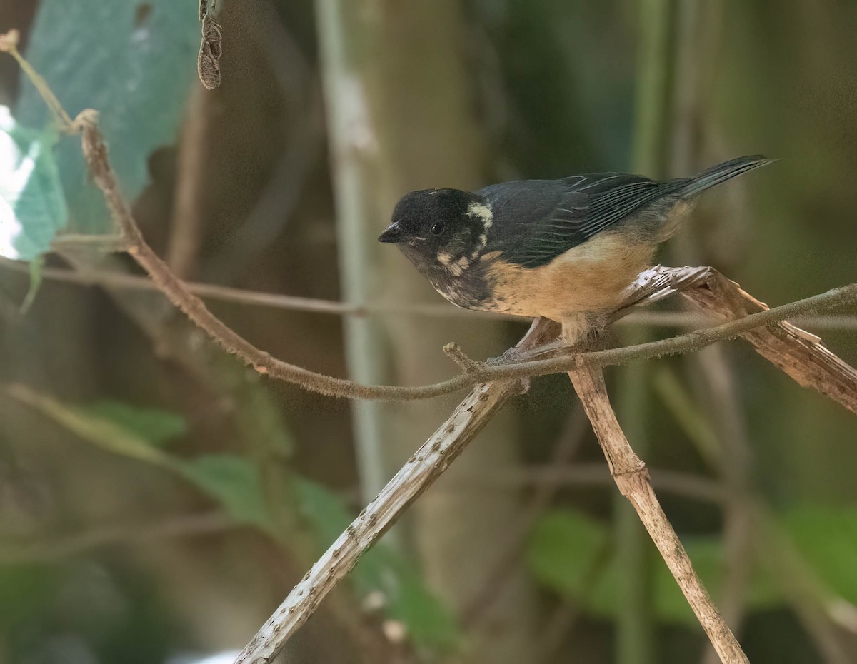 Spangle-cheeked Tanager - ML633787842