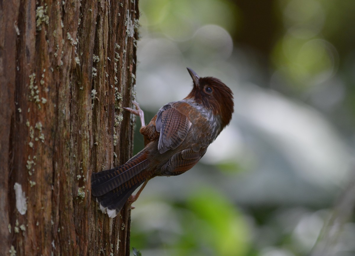 Taiwan Barwing - ML633787843