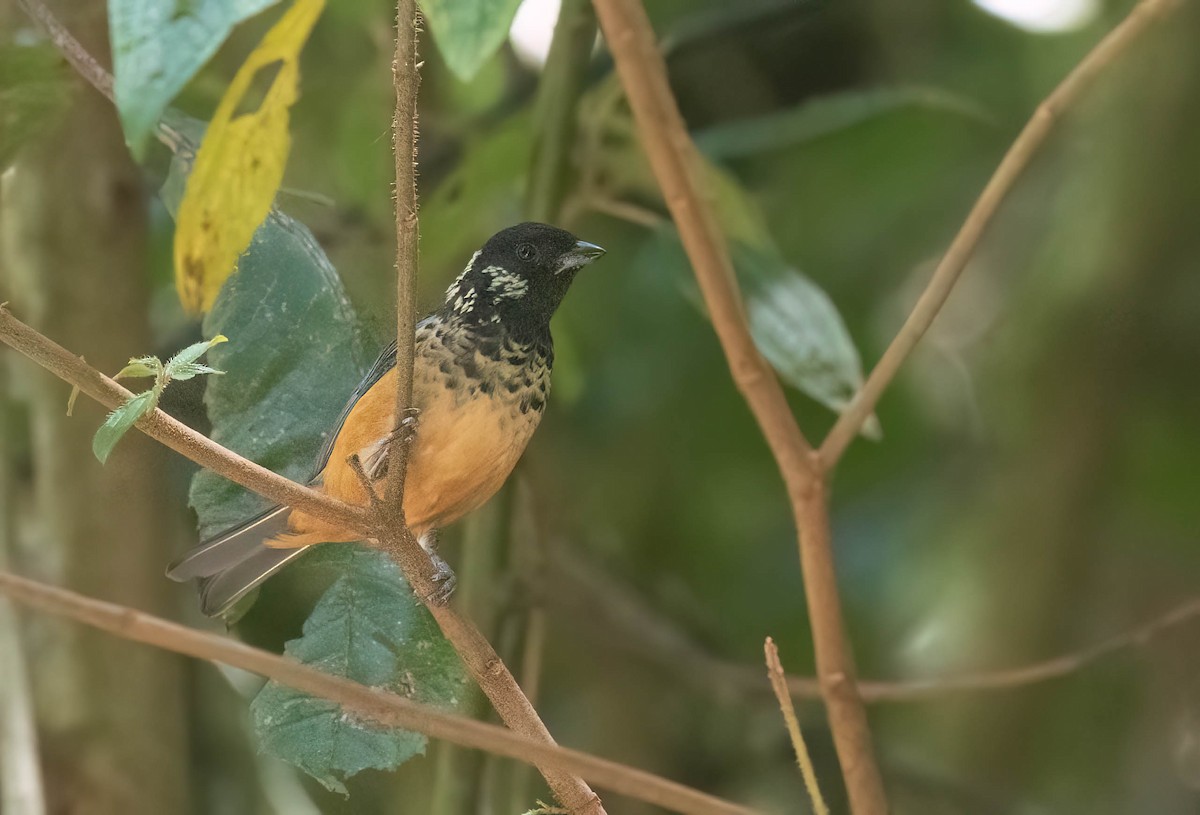 Spangle-cheeked Tanager - ML633787844