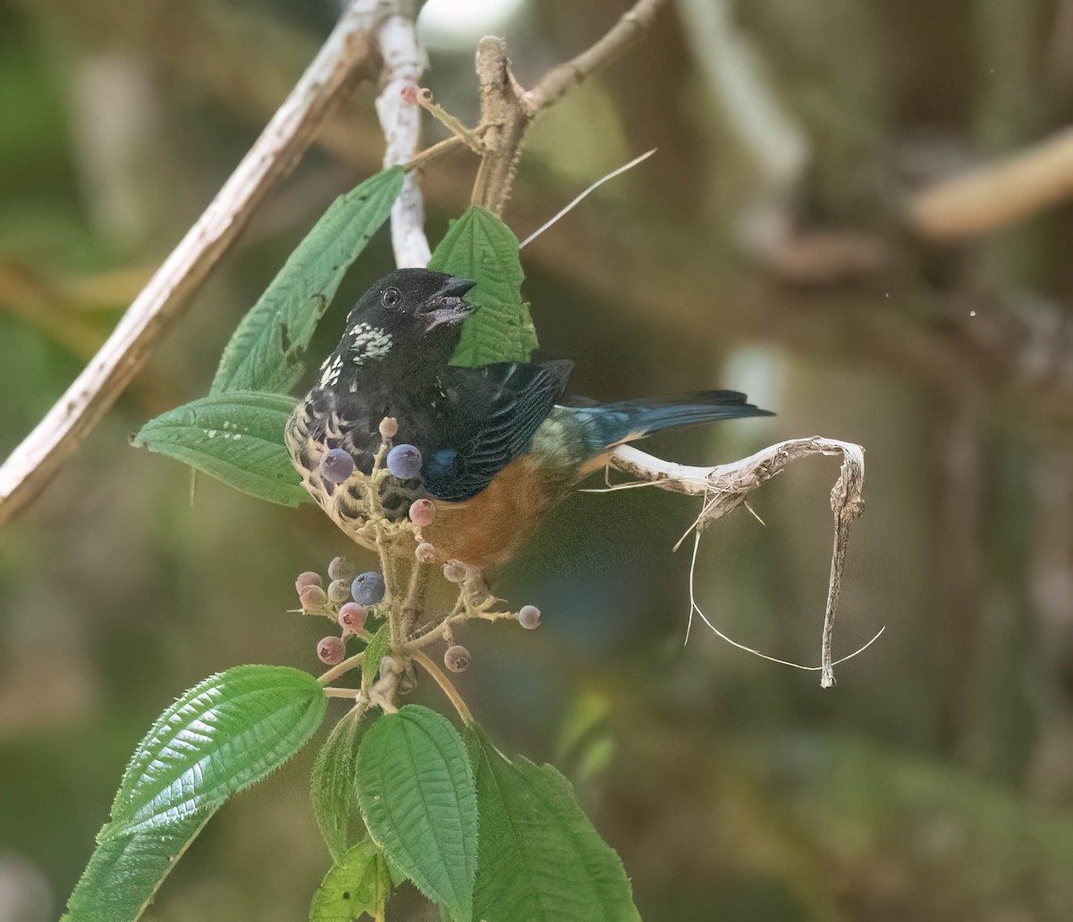 Spangle-cheeked Tanager - ML633787851