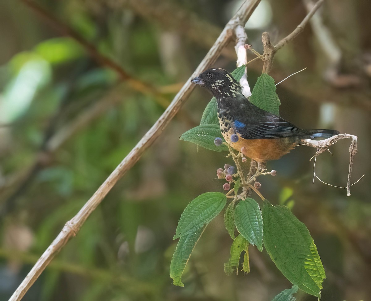 Spangle-cheeked Tanager - ML633787856