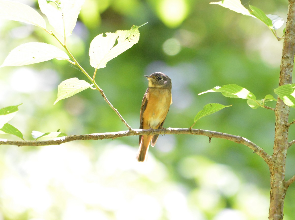 Ferruginous Flycatcher - ML633787863