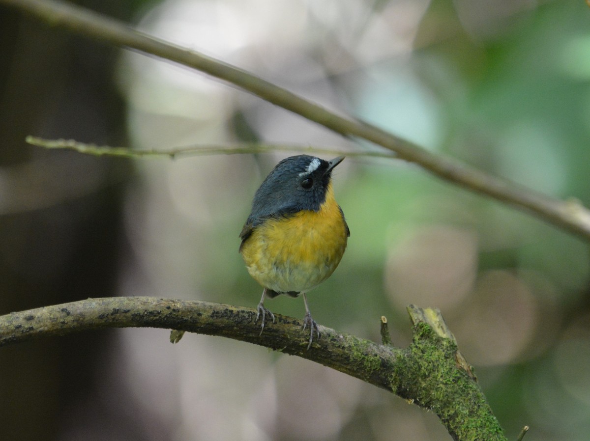 Snowy-browed Flycatcher - ML633787878