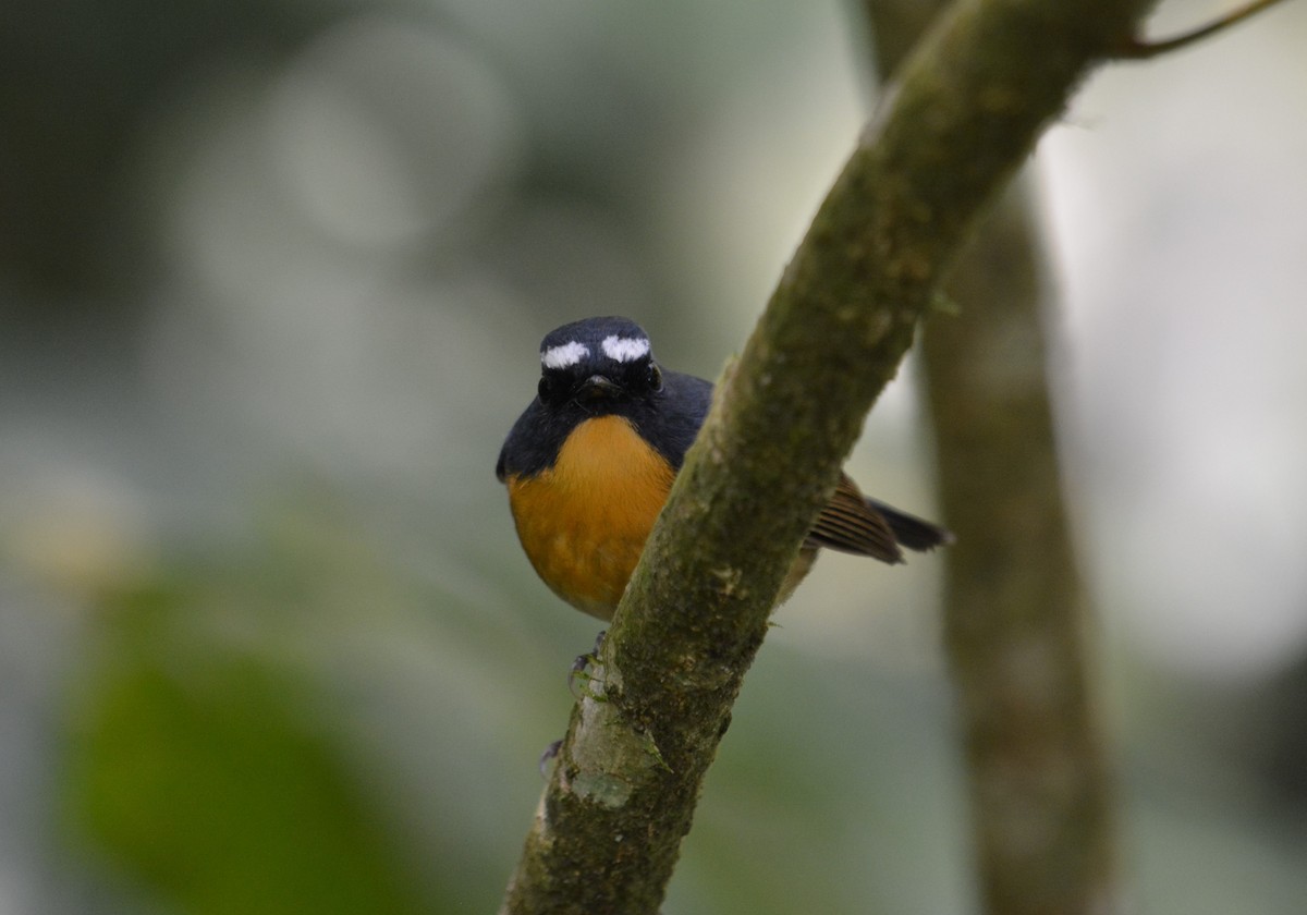 Snowy-browed Flycatcher - ML633787887