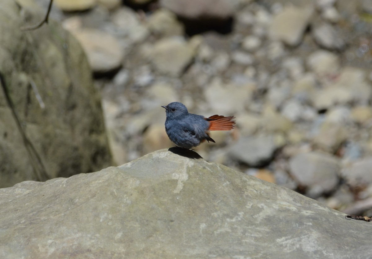 Plumbeous Redstart - ML633787901