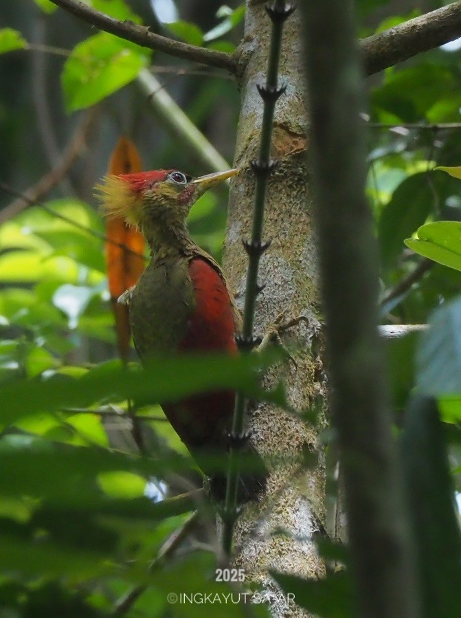 Crimson-winged Woodpecker - ML633787934