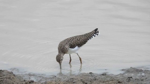Solitary Sandpiper - ML633787975