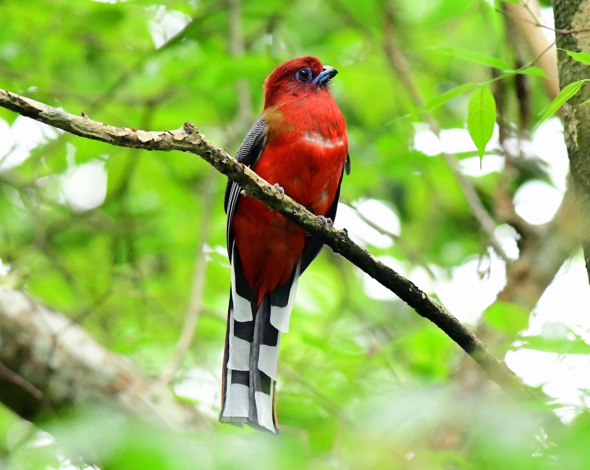 Trogon à tête rouge - ML633787988