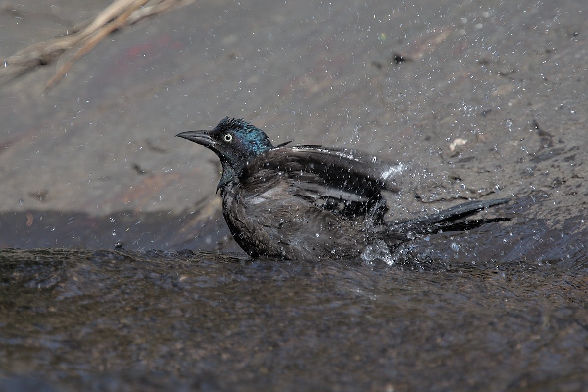 Common Grackle - ML633788063