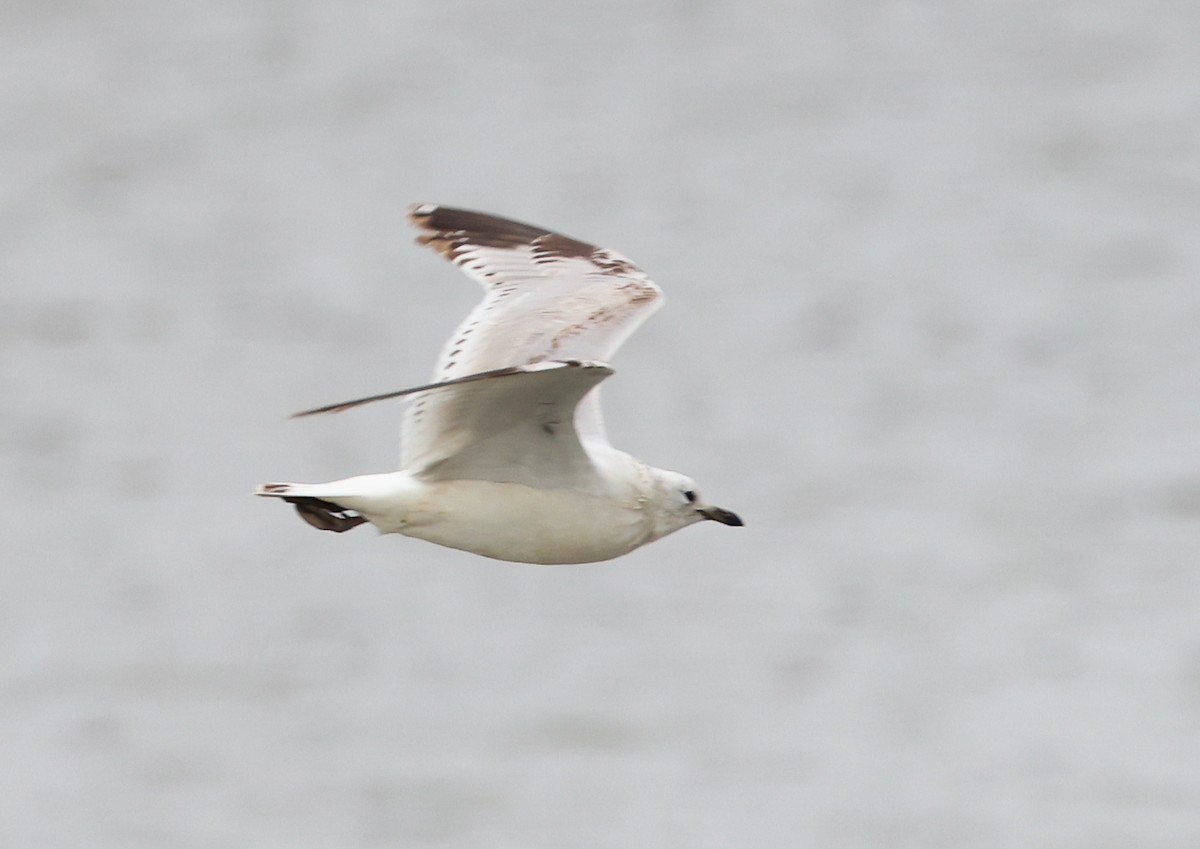 Relict Gull - ML633788079