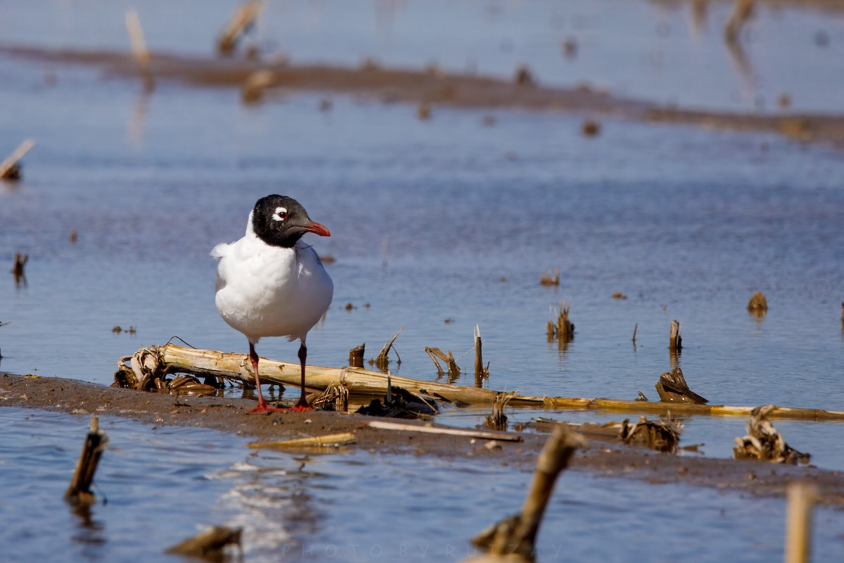 Relict Gull - ML633788086