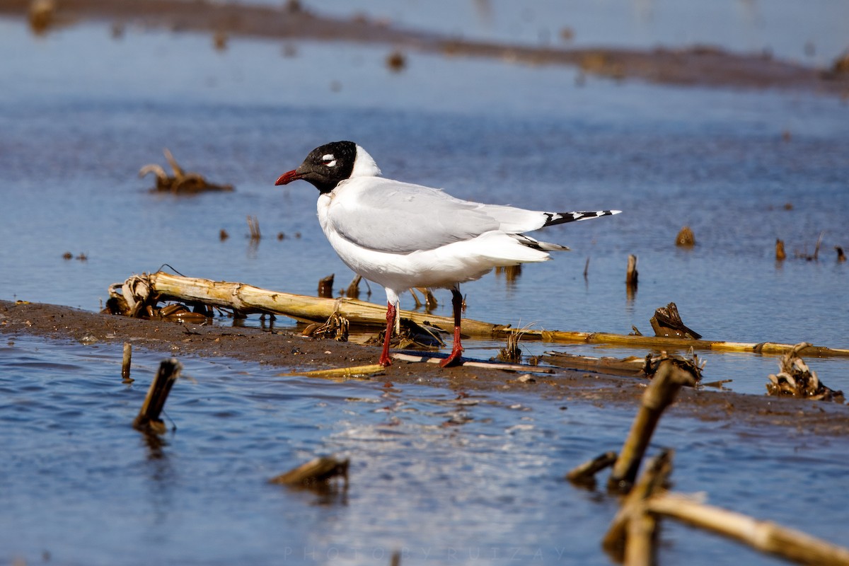 Relict Gull - ML633788088