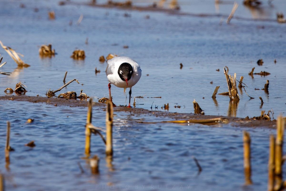 Relict Gull - ML633788089