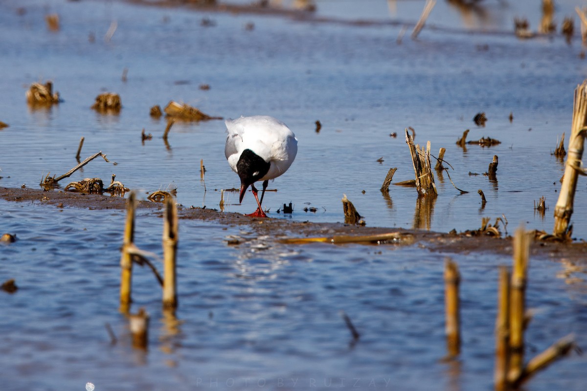 Relict Gull - ML633788091