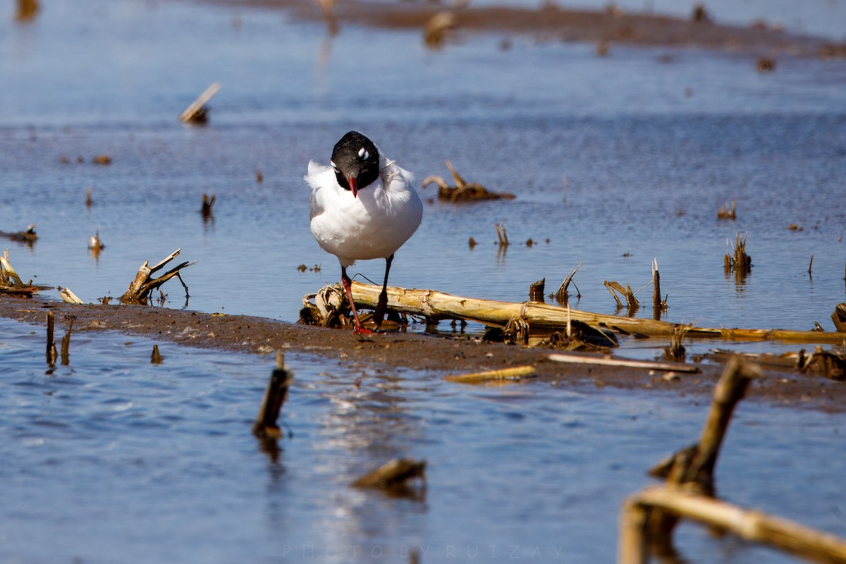 Relict Gull - ML633788092