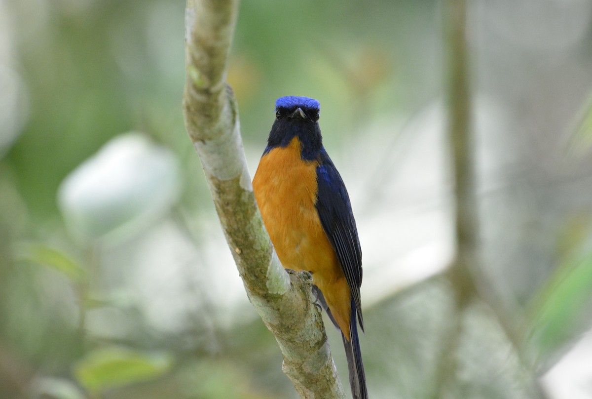 Taiwan Vivid Niltava - ML633788116